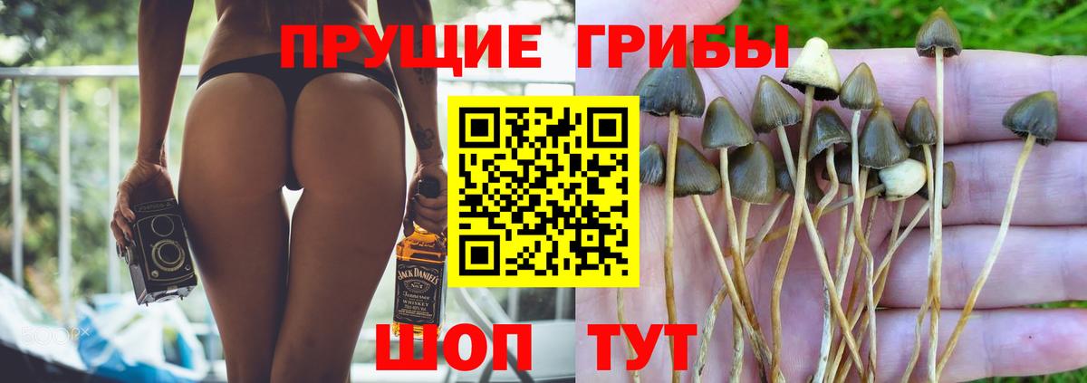 Галлюциногенные грибы прущие грибы Сафоново